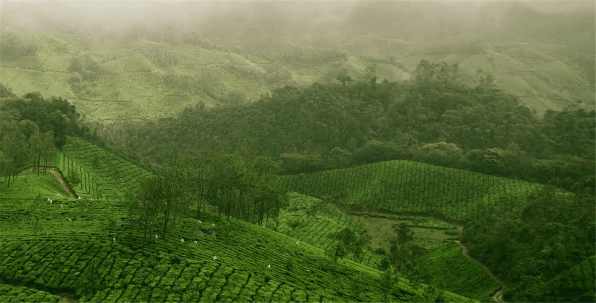 大米啤酒包装设计参考(图3) 大米啤酒包装设计参考(图3)