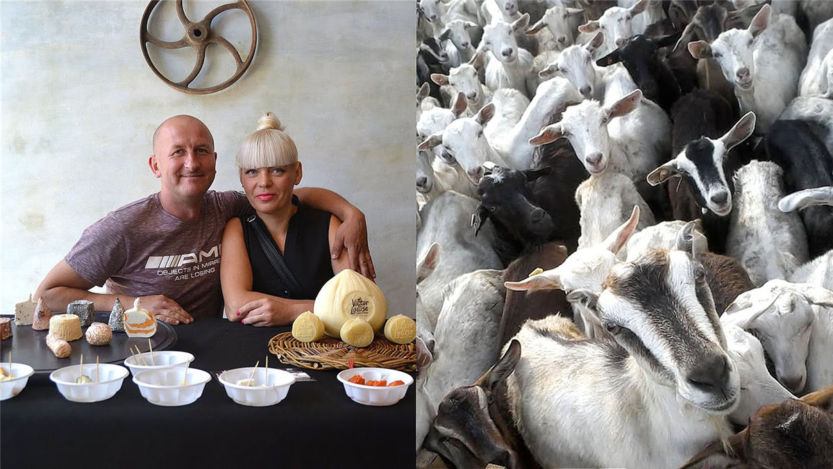 奶酪包装设计(图2) 奶酪包装设计(图2)