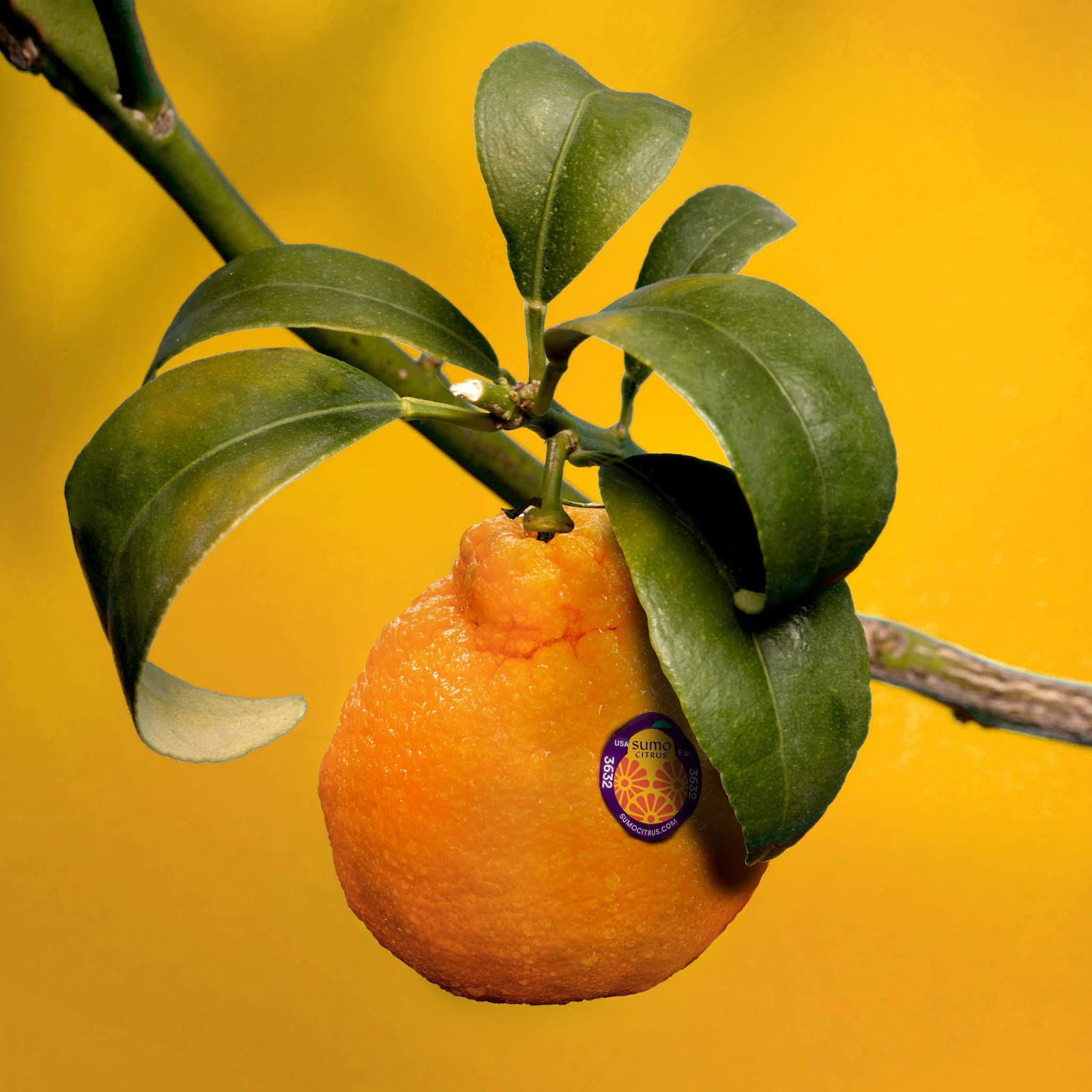 包头水果品牌包装设计非常有吸引力(图6)