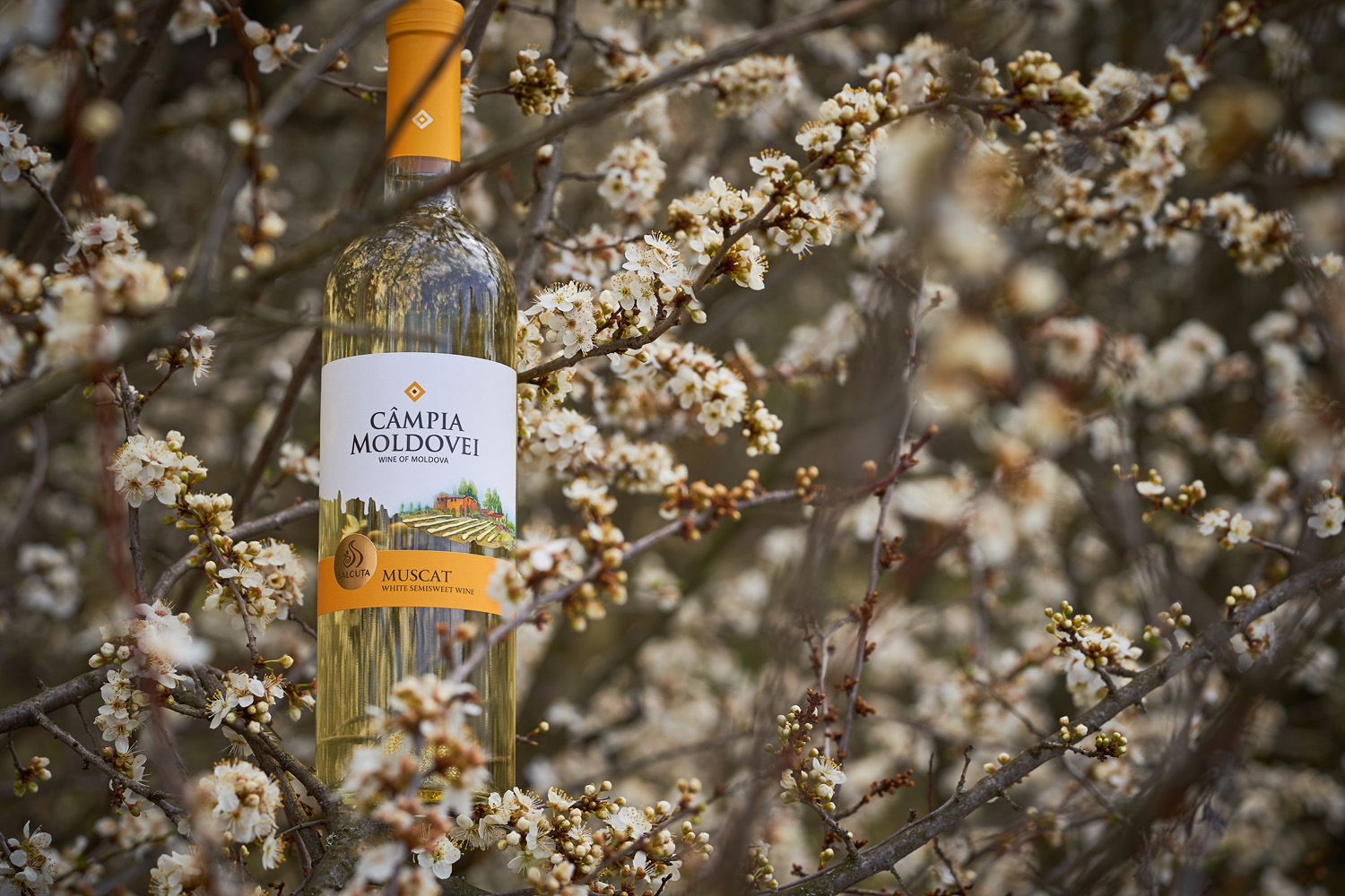 兰州酒包装设计公司(图4)