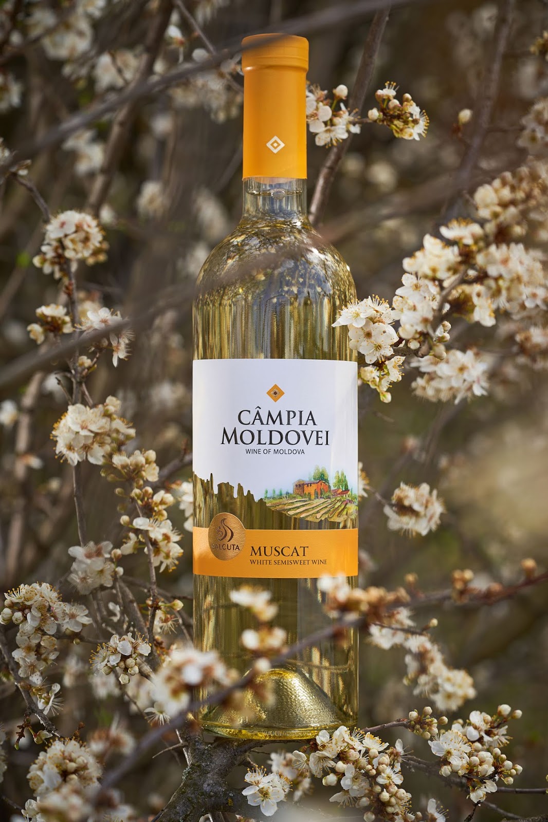 兰州酒包装设计公司(图3)