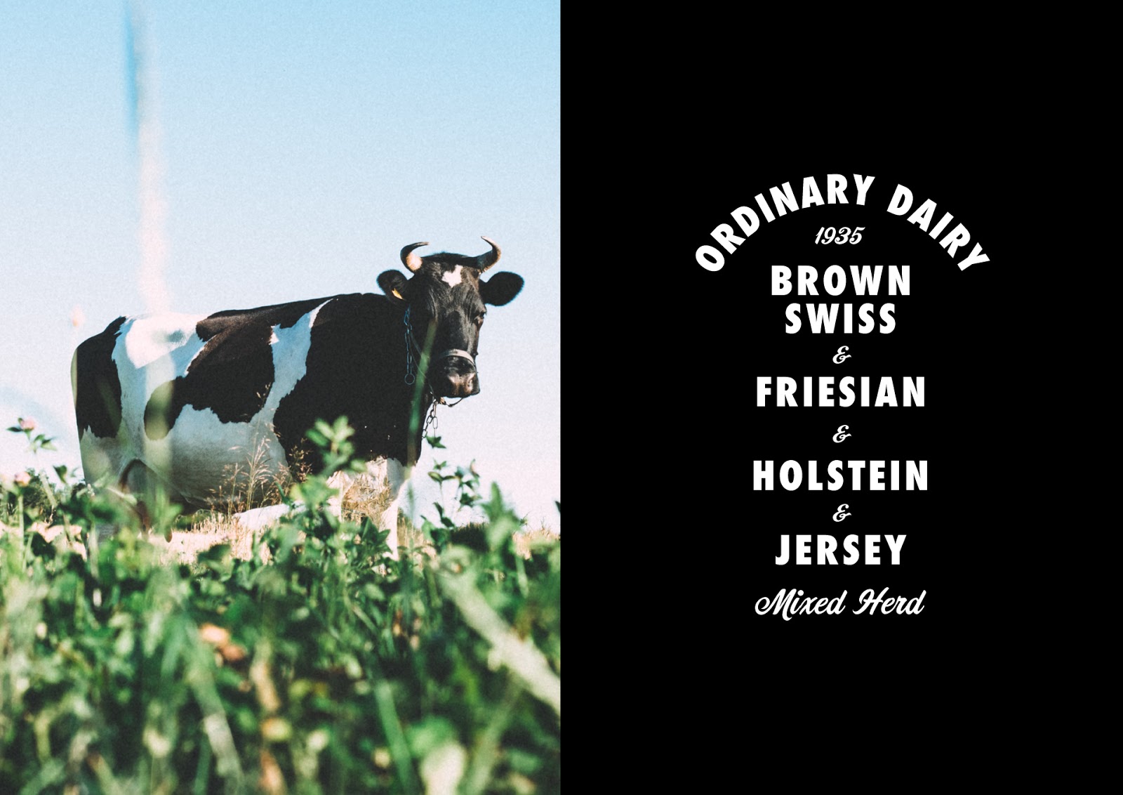 简约牛奶包装设计(图4) 简约牛奶包装设计(图4)