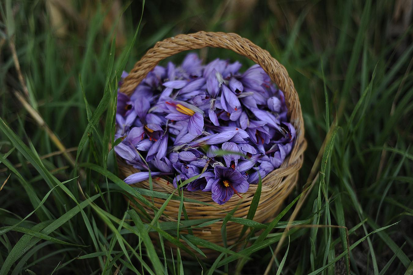 藏红花伴手礼包装设计(图2)