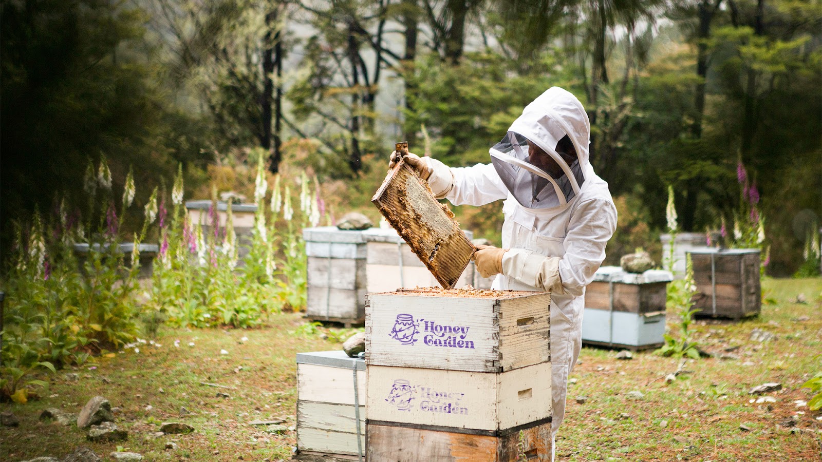 蜂蜜包装设计欣赏(图10)