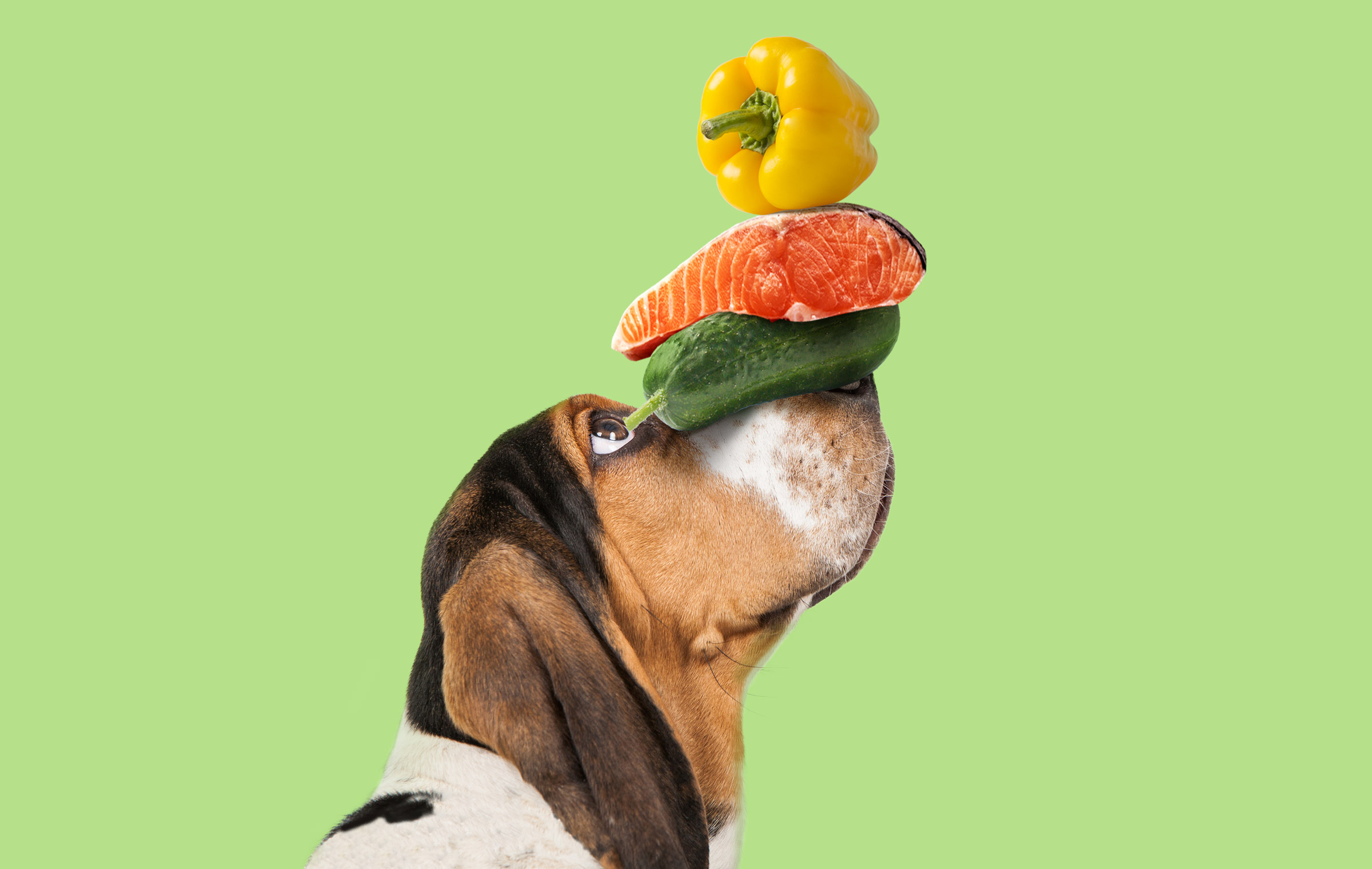 宠物包装设计欣赏用品狗粮包装设计欣赏包装设计(图5)