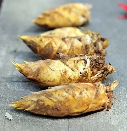 上海农产品佘山兰笋包装设计要注意什么(图1)