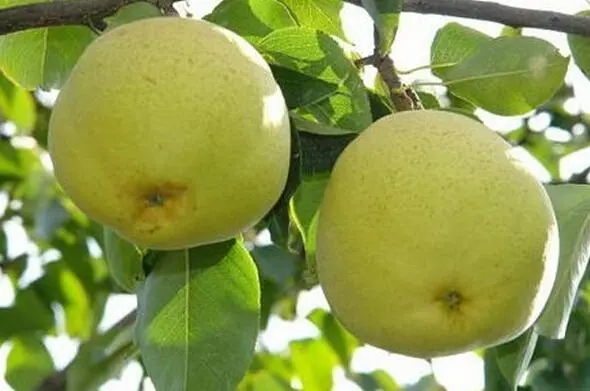 昆明特产宝珠梨水果包装设计怎么做好(图1)