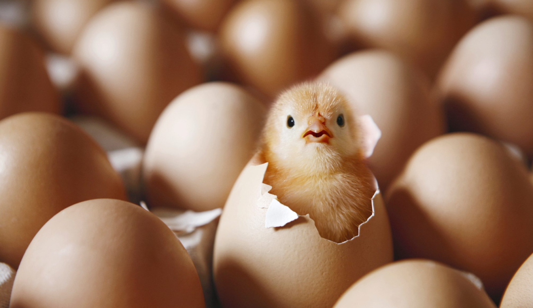 四喜：干嘛要聚焦束缚自己手脚？多业经营岂不是成功率更高？(图2)