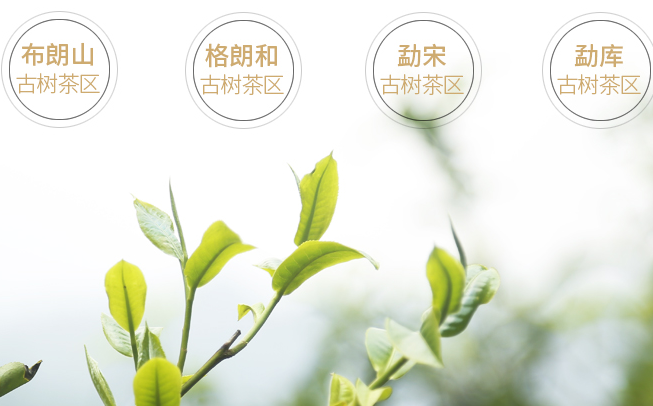 老同志普洱茶 老同志品牌logo与食品包装设计欣赏(图3)