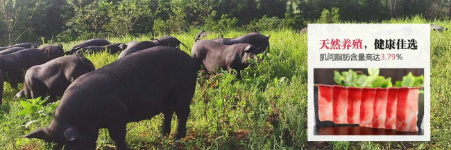 湘村黑猪品牌logo与食品包装设计欣赏(图2)