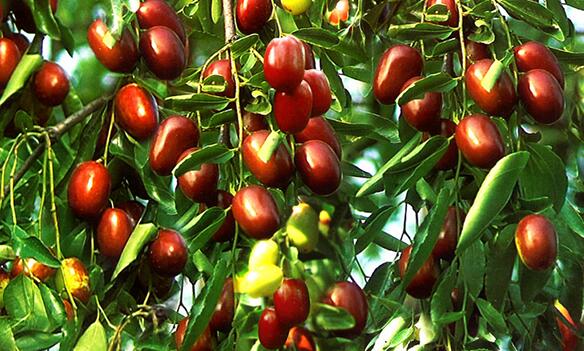 鼎力东方枣园品牌logo与食品包装设计欣赏(图2)