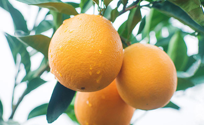 杨氏果业品牌logo与食品包装设计欣赏(图3)