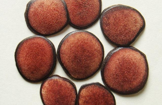 健鹿生品牌logo与食品包装设计欣赏(图2)