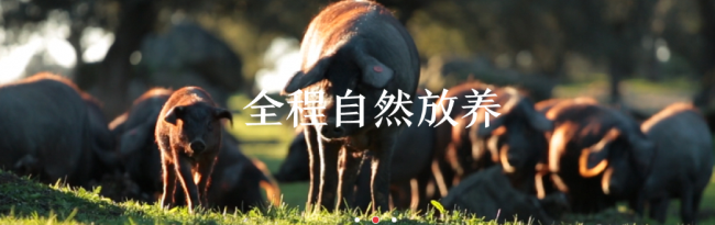 5J Cinco Jotas 5J Cinco Jotas品牌logo与食品包装设计欣赏(图3)