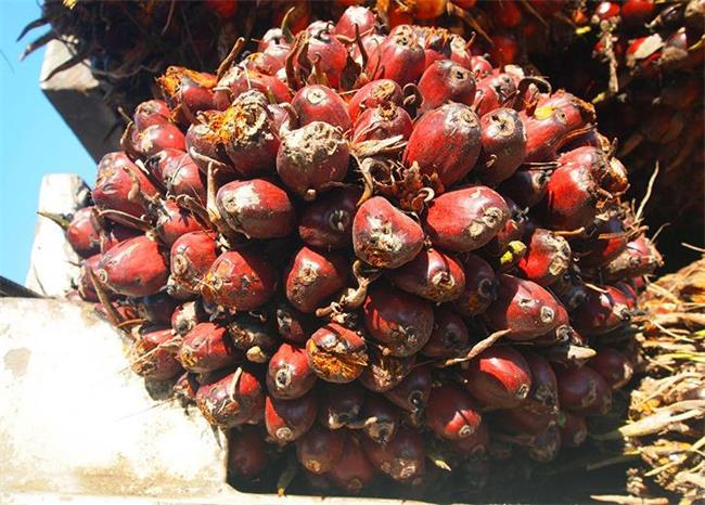 帕杰斯品牌logo与食品包装设计欣赏(图3)