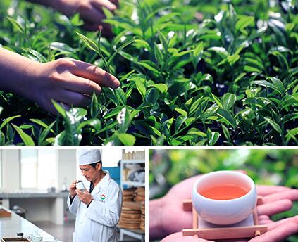 凤牌食品包装设计欣赏(图3)