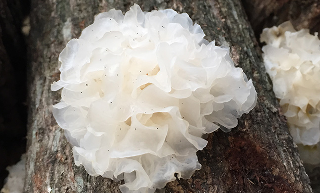 川珍 川珍食品包装设计欣赏(图3)