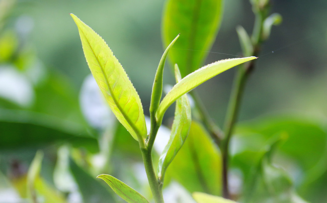 八角亭普洱茶 八角亭食品包装设计欣赏(图4)