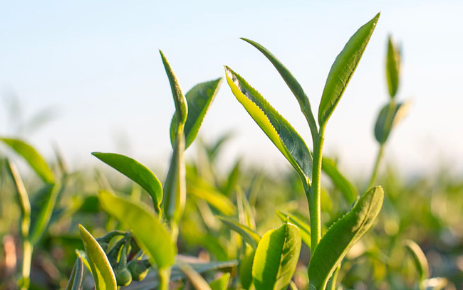 清铧 QingHua清铧食品包装设计欣赏(图4)