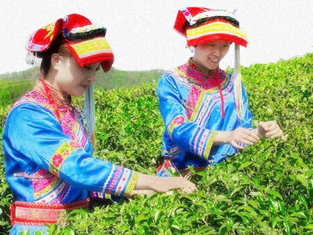 都匀毛尖食品包装设计欣赏(图3)