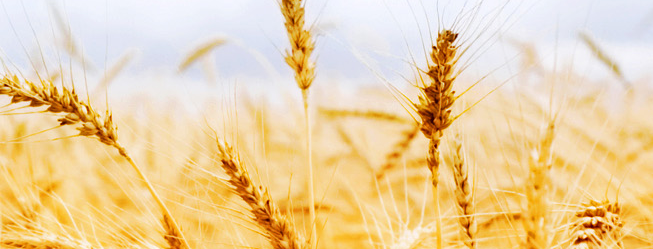 HR恒锐食品包装设计欣赏(图2)