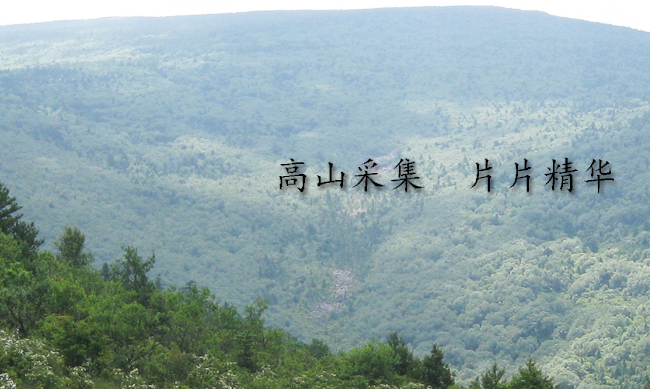 YAOWANGTEA药王茶食品包装设计欣赏(图4)