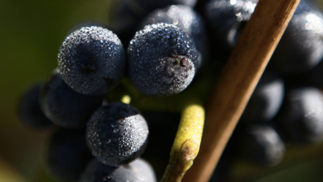 Bollinger堡林爵食品包装设计欣赏(图2)